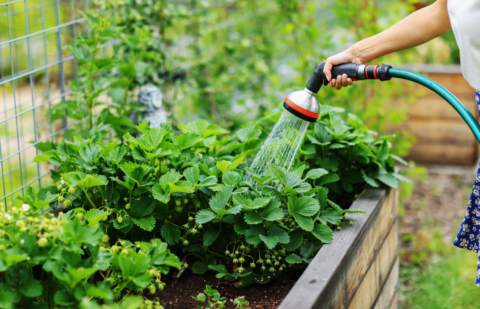 Il faut arroser son jardin le soir